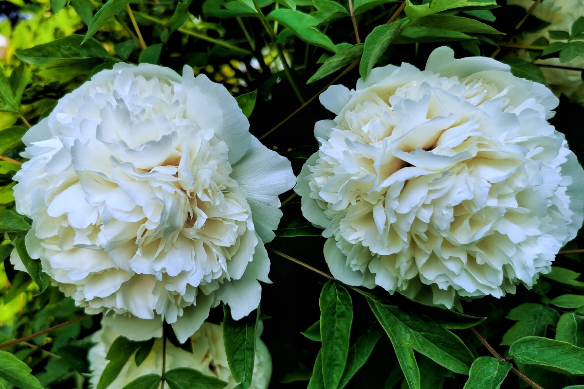 双胞胎白银茸牡丹花