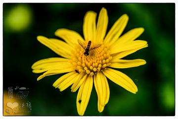 _DSC1010