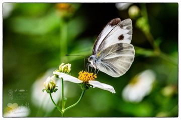_NIK1117