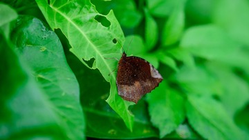 DSC_1426-1