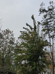 1000008781