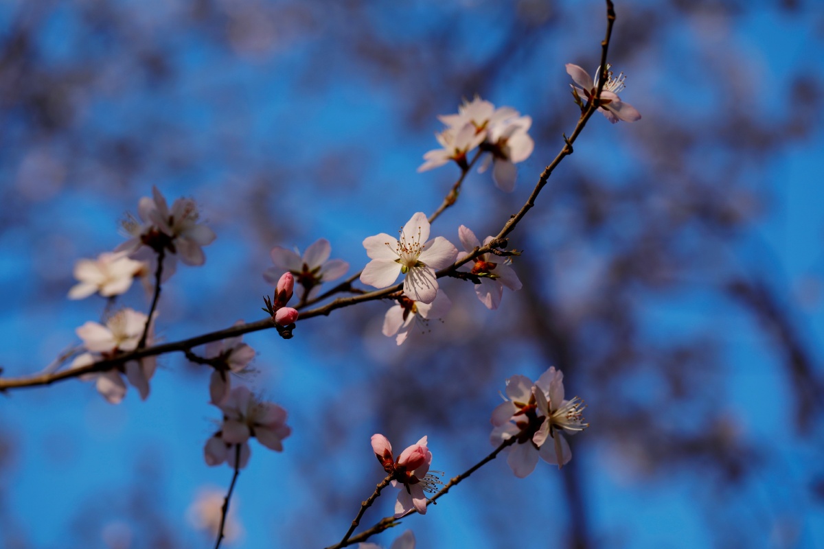 初春时节枝梢上挂着白的粉的山桃花