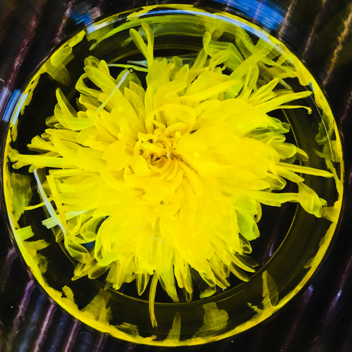 一朵温水泡开的皇菊花花朵图案金灿灿的很是养眼