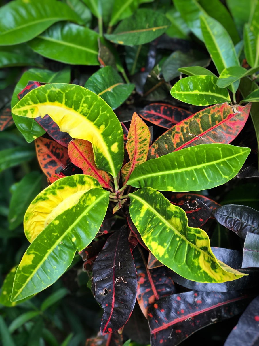 绿植中一株植物同时拥有五种颜色而且一片叶子还同时有两种颜色难得一