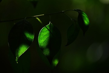2523463