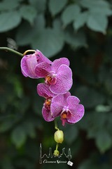 蘭圃07