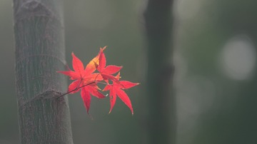 13118