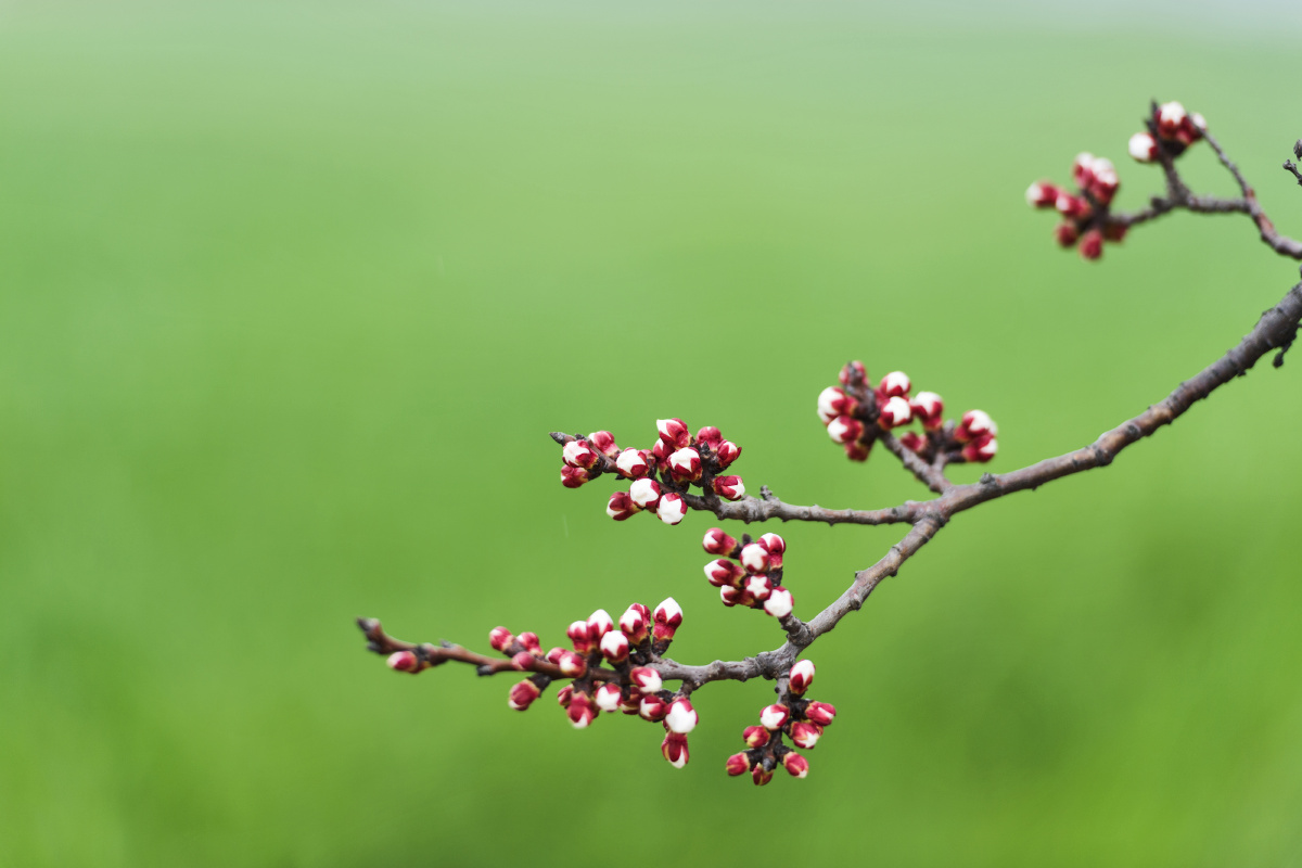 杏花相伴沐春风