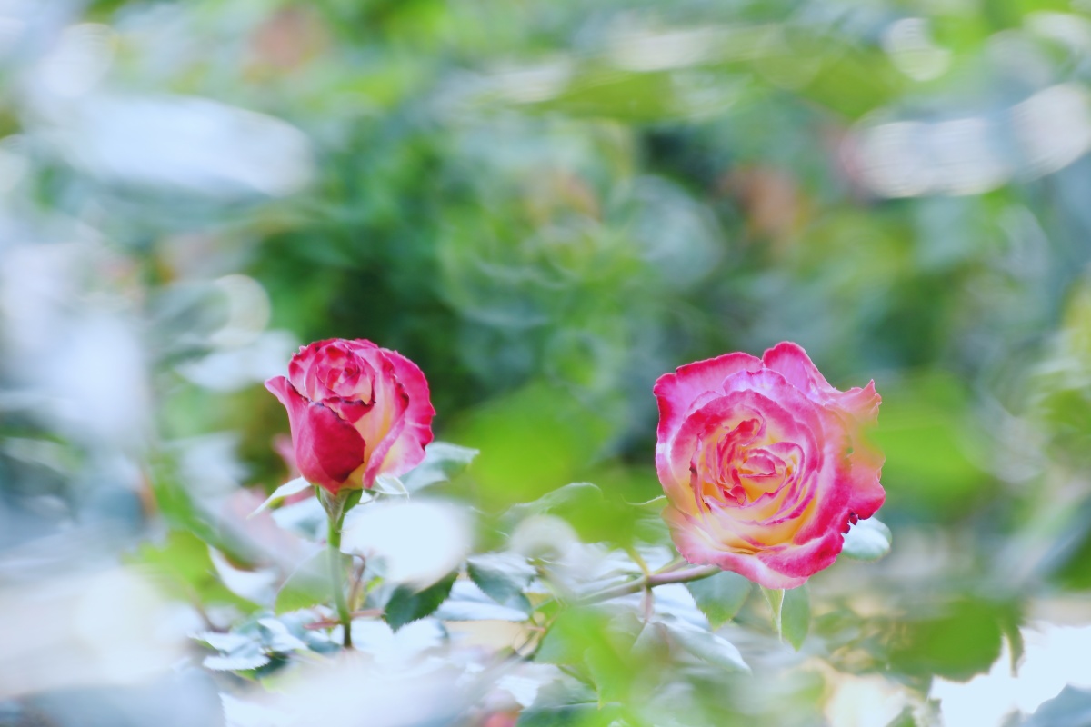 月季花的花语为初恋,能给人一种梦幻唯美的感觉,观赏月季花象是沉浸在