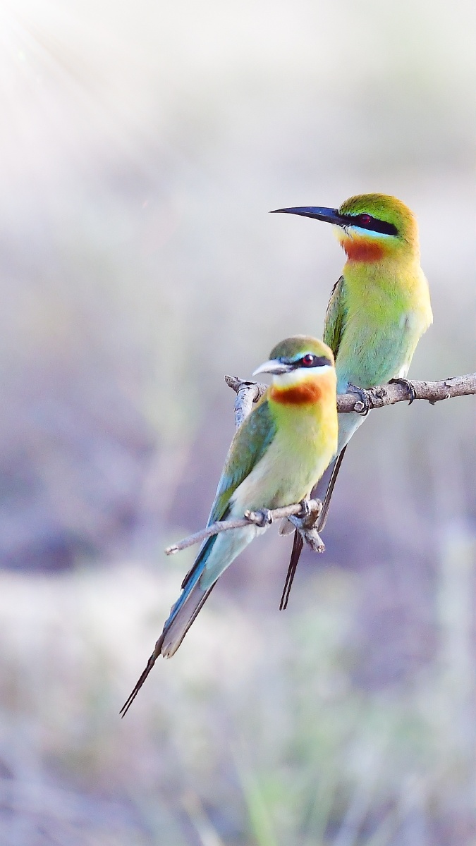 栗喉蜂虎号称中国最美丽的鸟