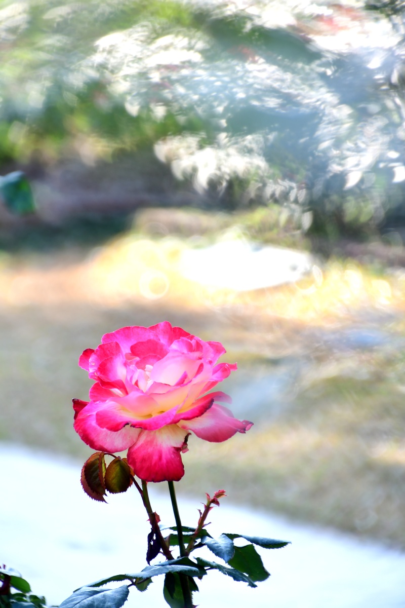 月季花的花语为初恋能给人一种梦幻唯美的感觉观赏月季花象是沉浸在