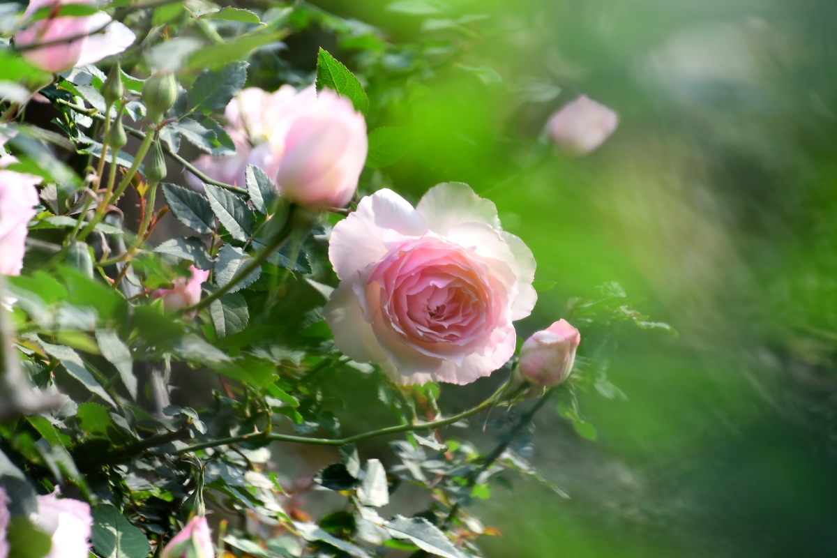 月季花的花语为初恋能给人一种梦幻唯美的感觉观赏月季花象是沉浸在