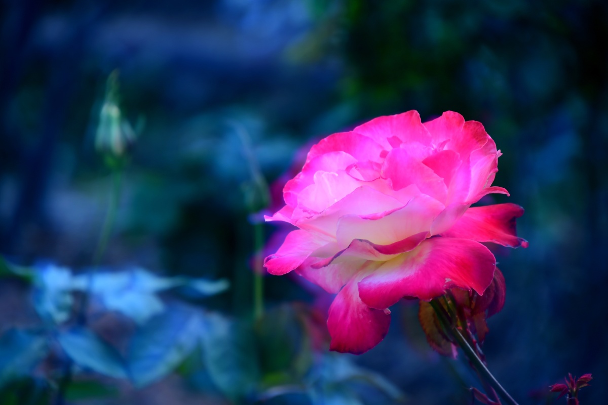月季花的花语为初恋能给人一种梦幻唯美的感觉观赏月季花象是沉浸在