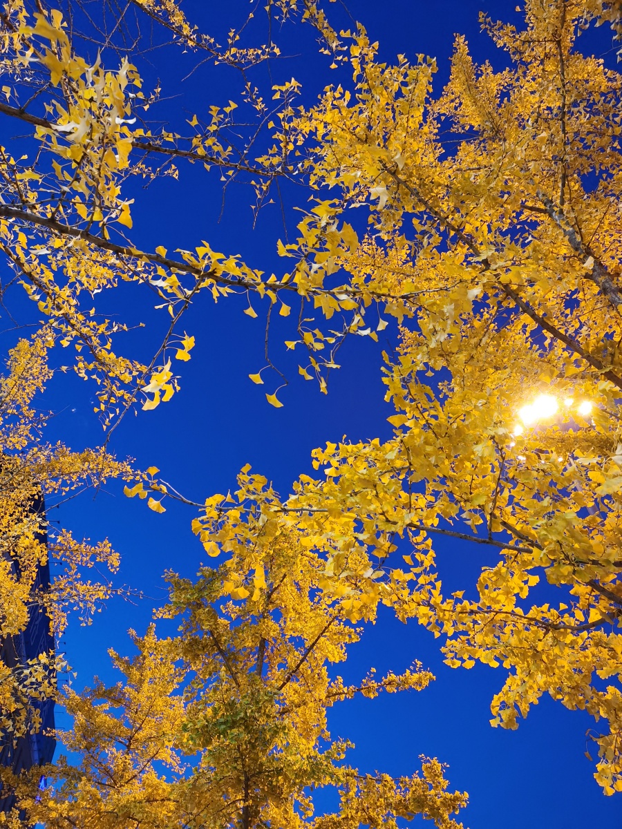 夜61秋之银杏叶有被美到