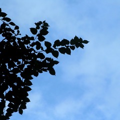 71781