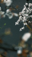 B86E69CD-76A6-4B11-B384-B9CA74DCB53D/L0/001