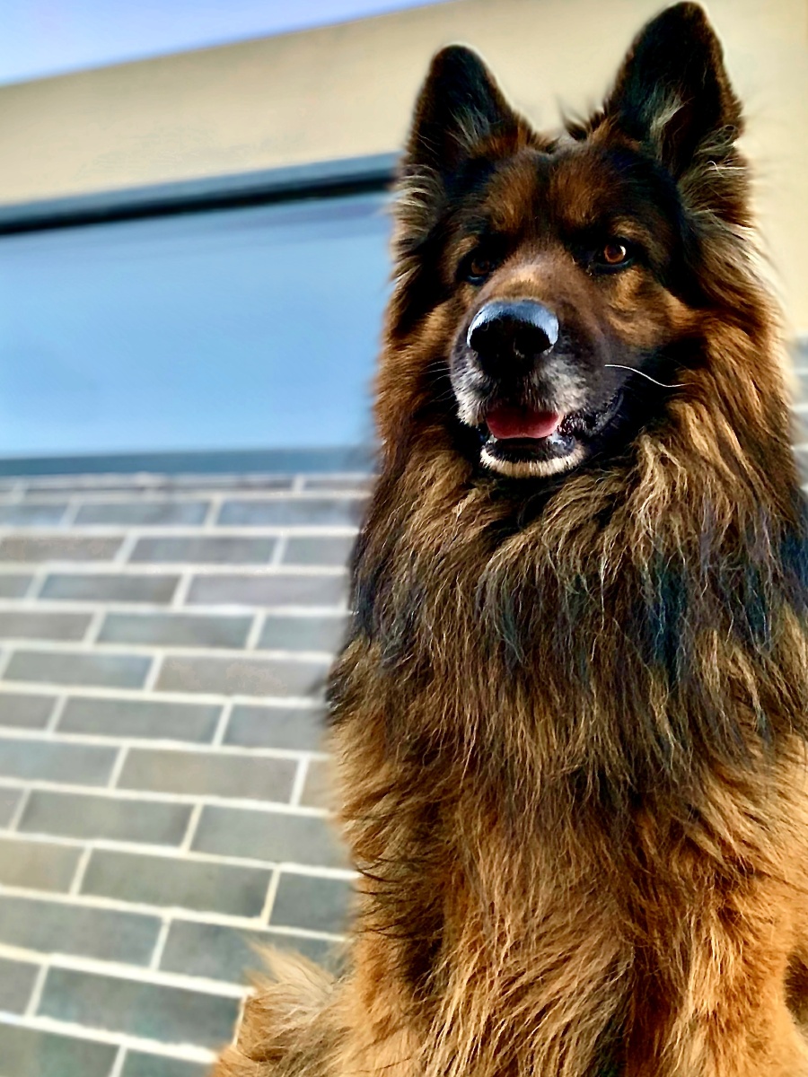 帅狗白胡子太明显啦