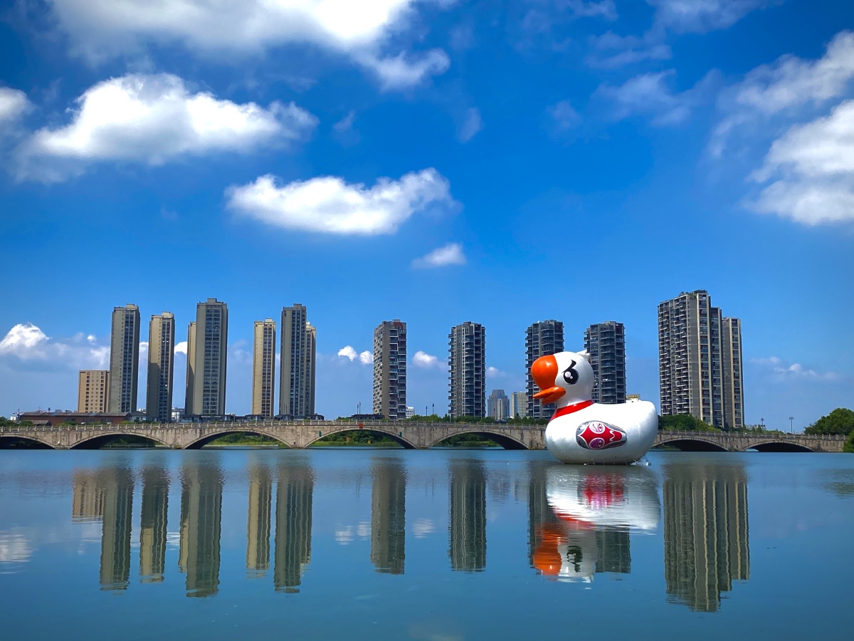 绍兴大滩一号兰小白