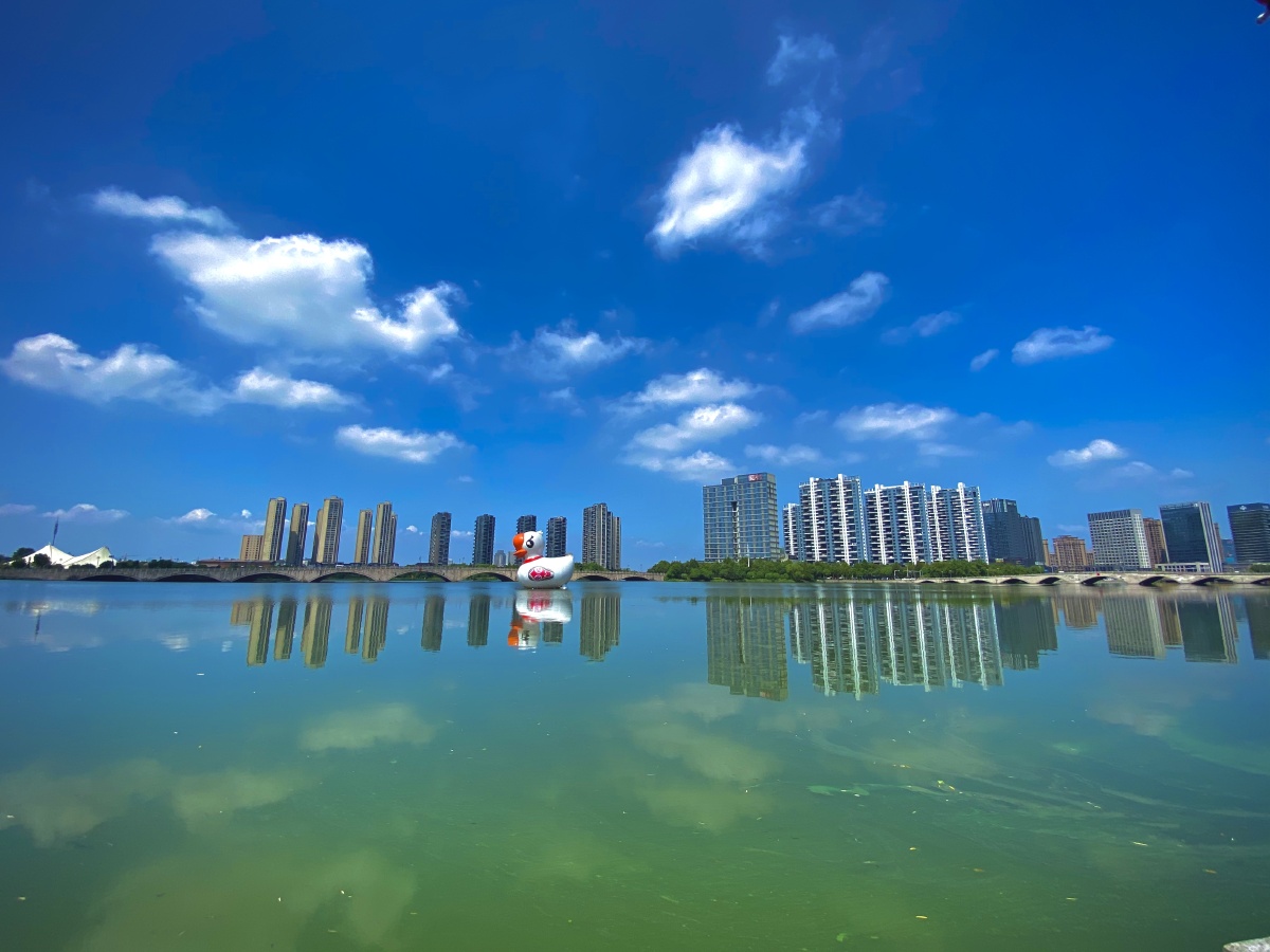 绍兴大滩一号兰小白