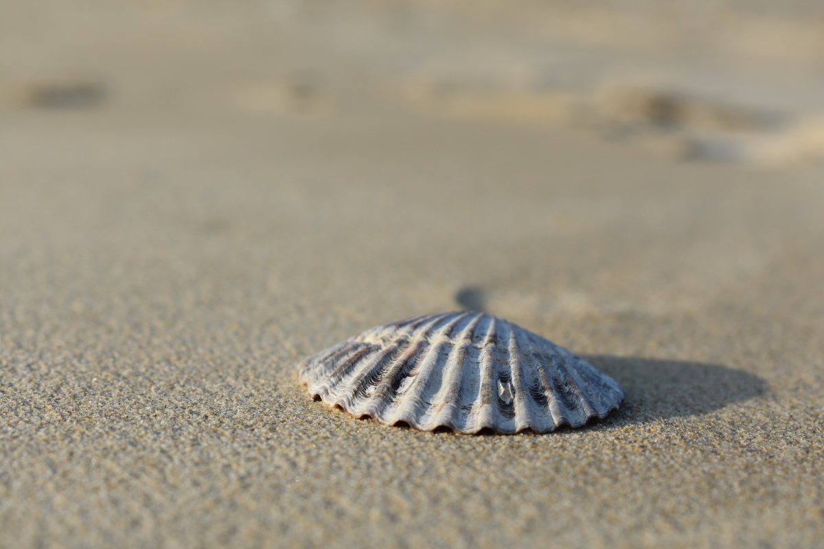 沙滩上的贝壳