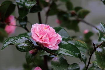 908BF683-E534-4002-B991-BDD4CF9F7A94/L0/001