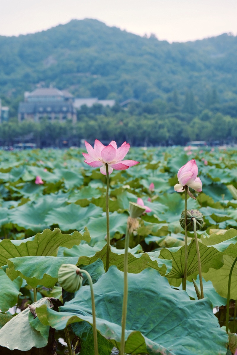 西湖的莲花