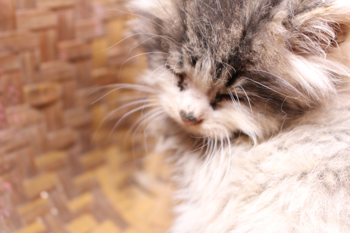 可爱迷你小猫机摄原图无修