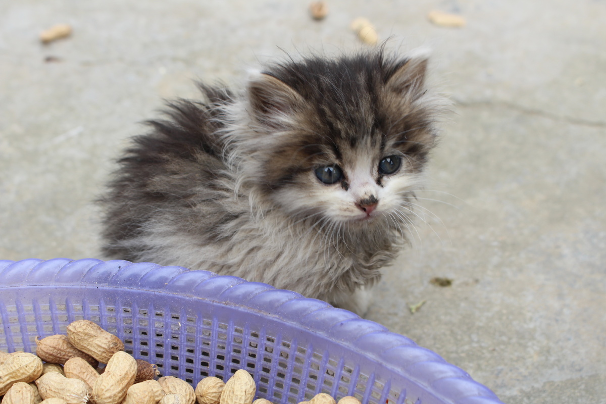 可爱迷你小猫机摄原图无修