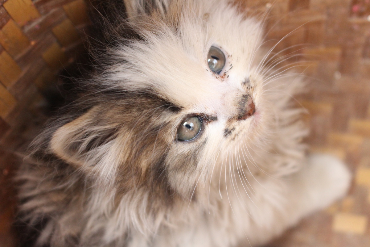 可爱迷你小猫机摄原图无修