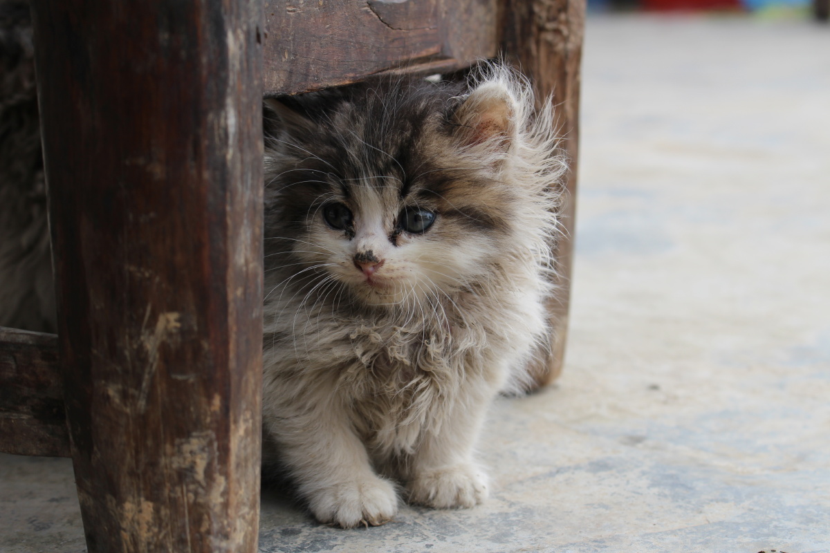 可爱迷你小猫机摄原图无修