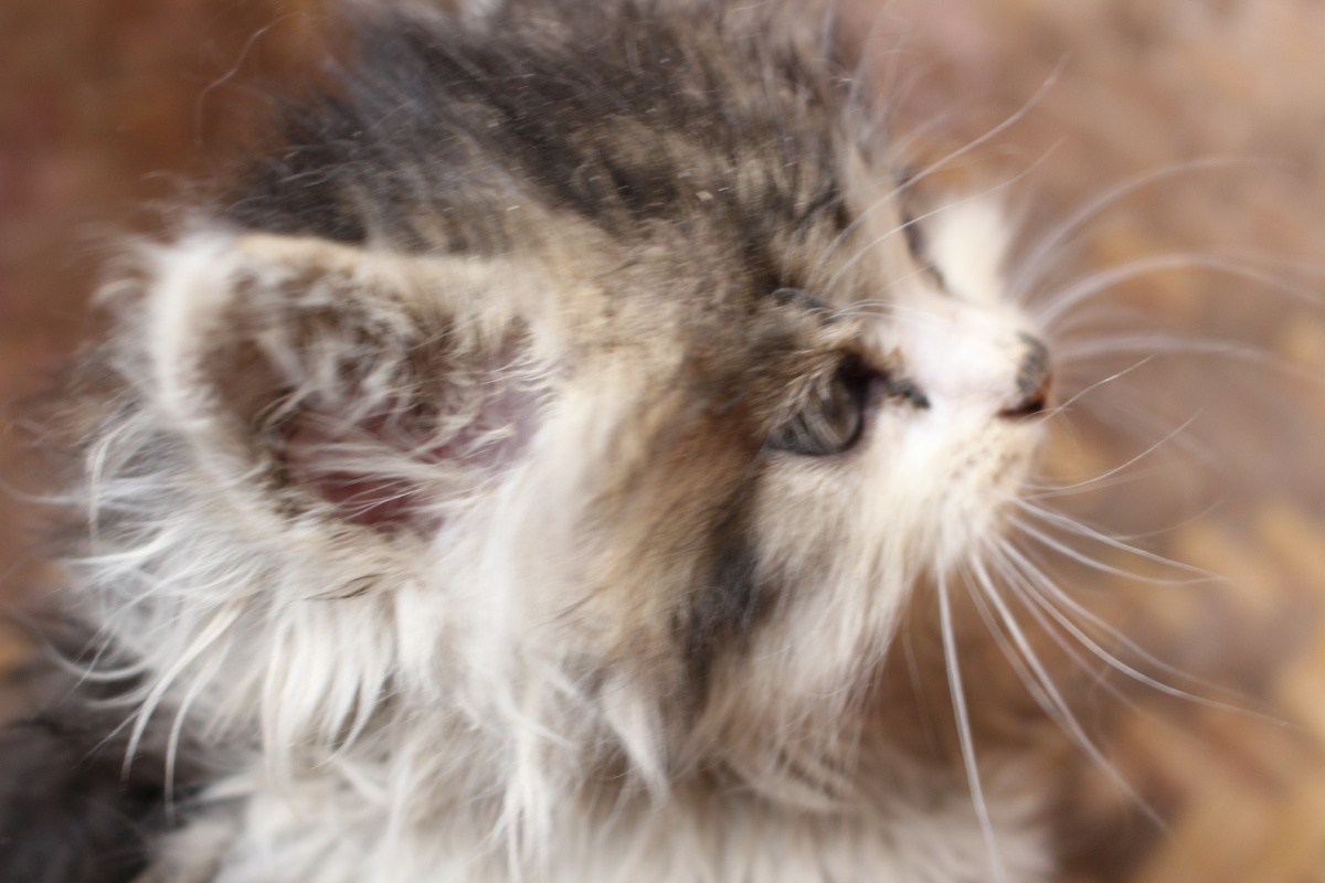 可爱迷你小猫机摄原图无修