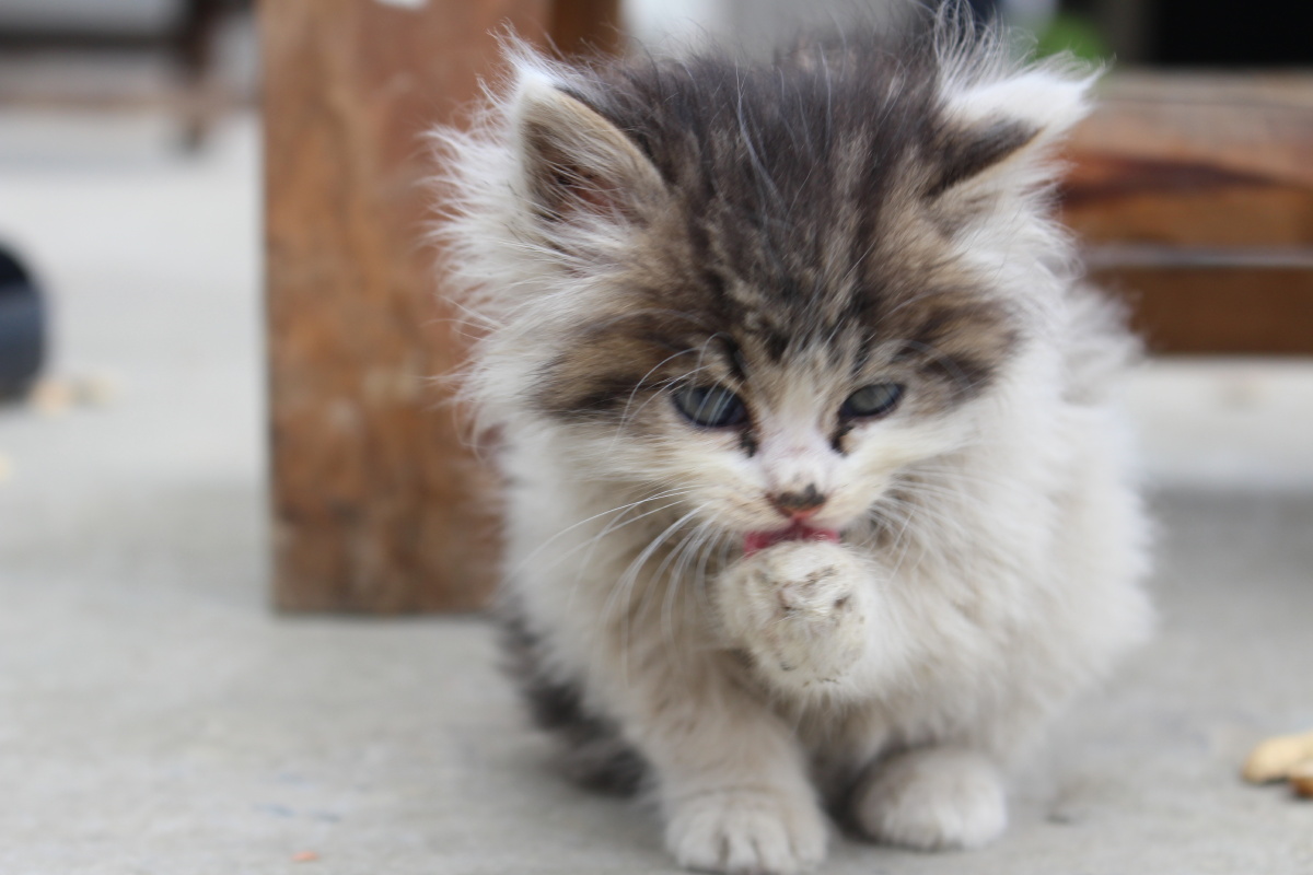 可爱迷你小猫机摄原图无修