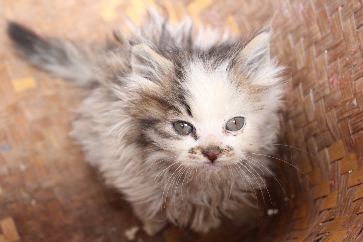 可爱迷你小猫机摄原图无修