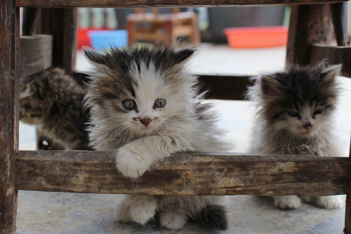 可爱迷你小猫机摄原图无修