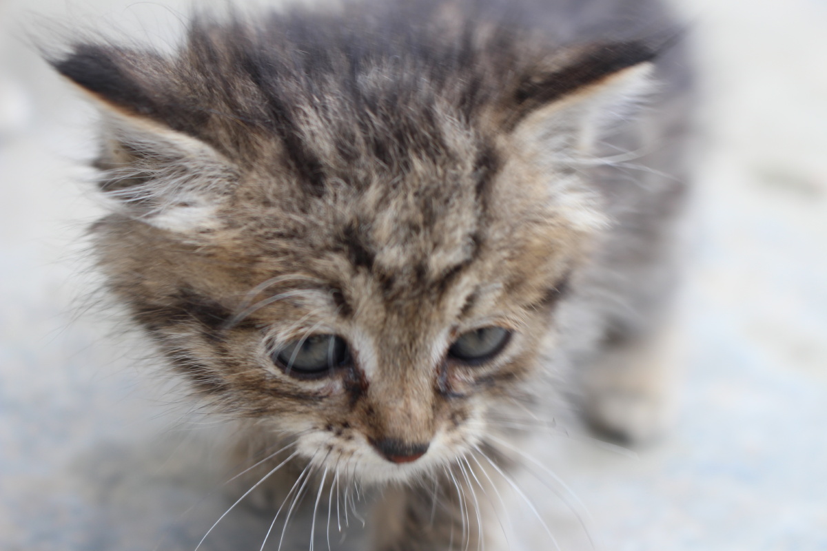 可爱迷你小猫机摄原图无修