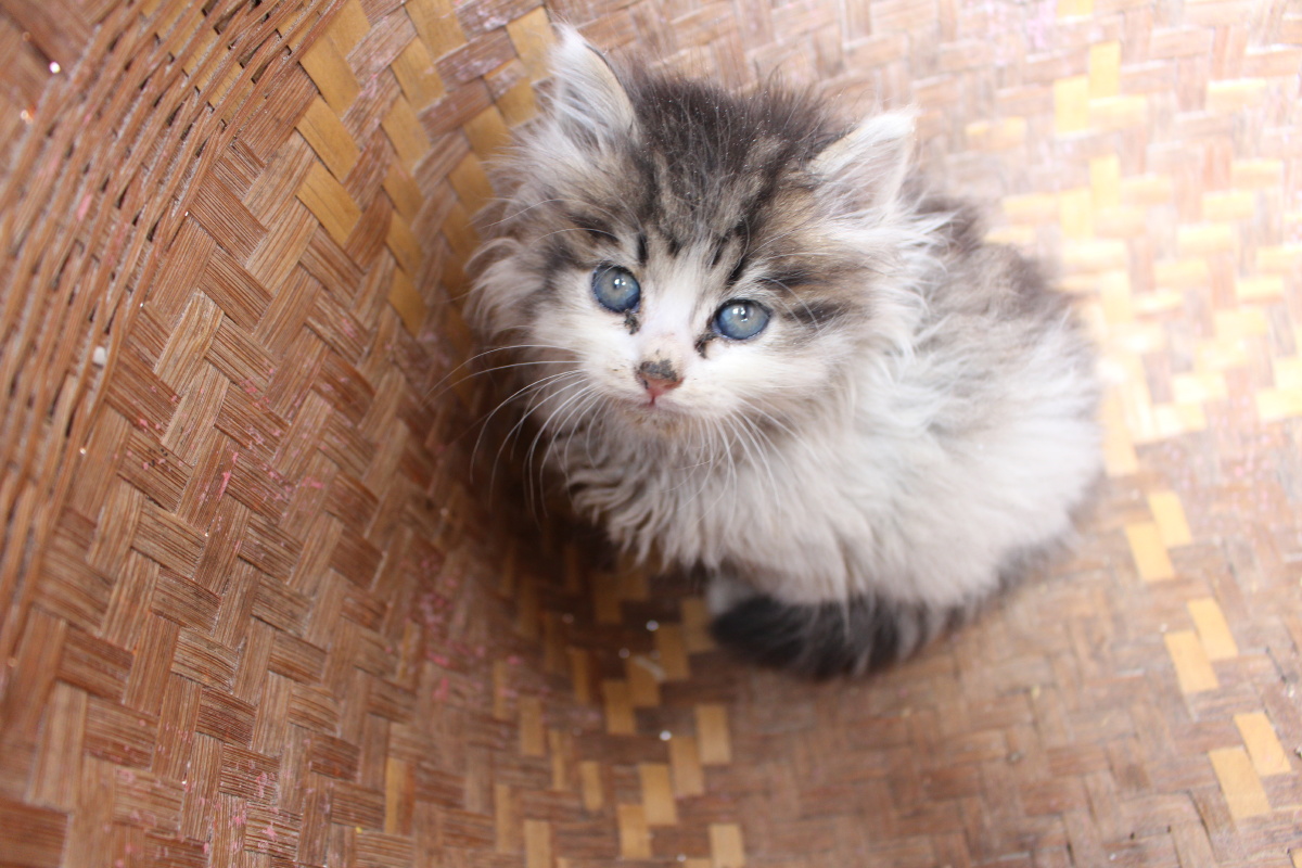 可爱迷你小猫机摄原图无修