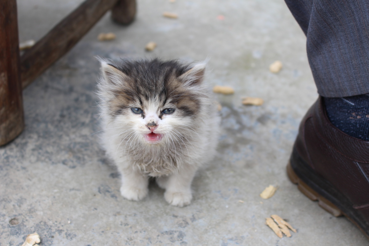 可爱迷你小猫机摄原图无修
