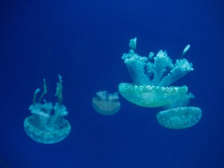 P9173033