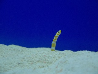 P9172753