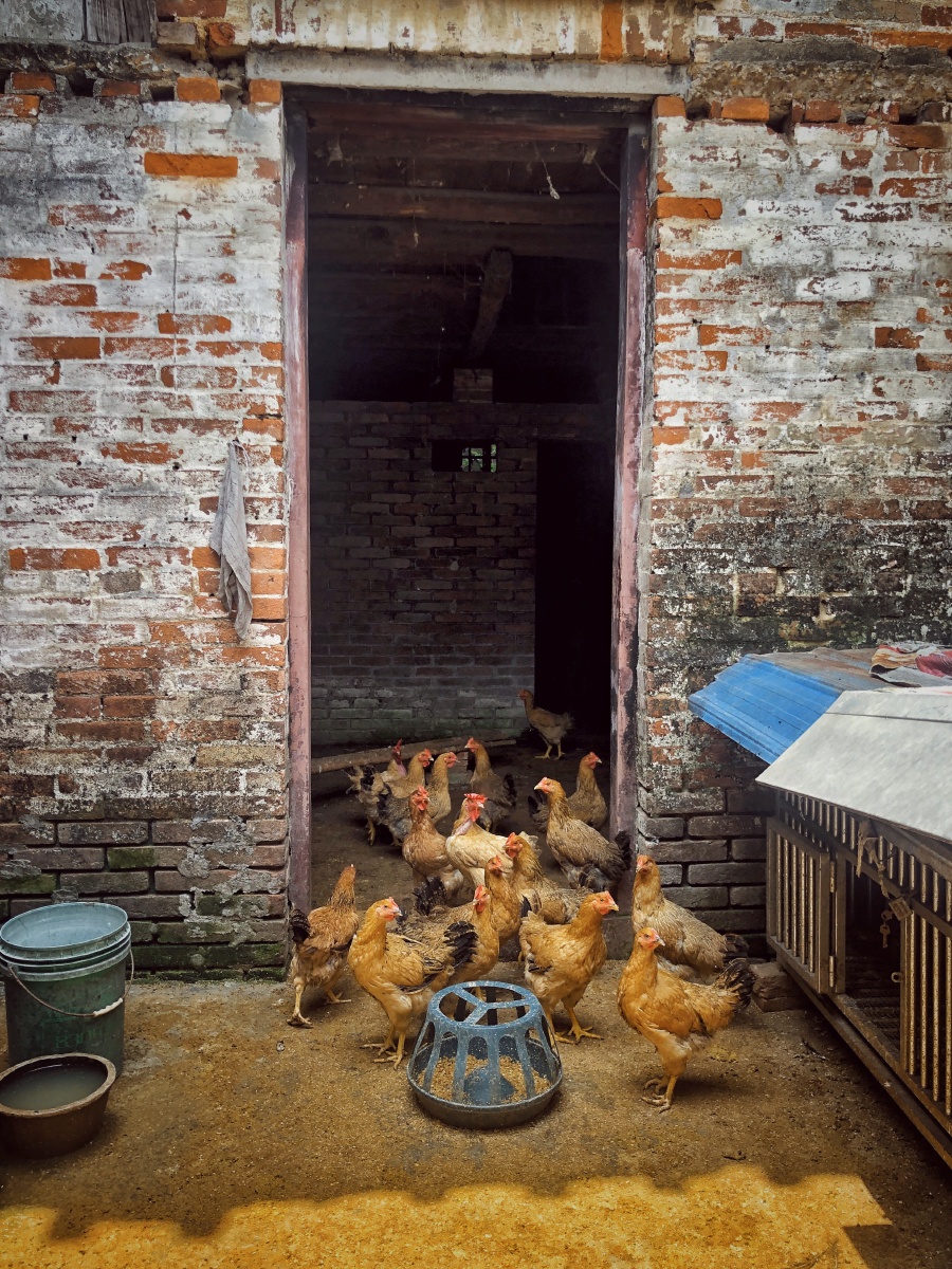 婆婆在旧房子养的鸡