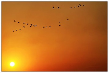 夕阳雁归
