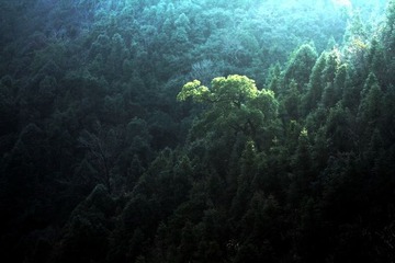 光  影