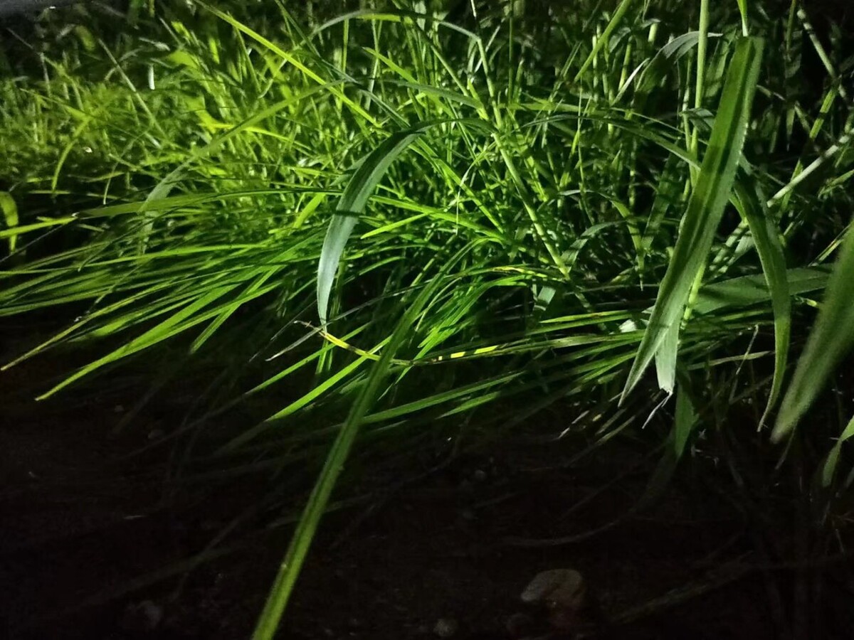 小区门口的草