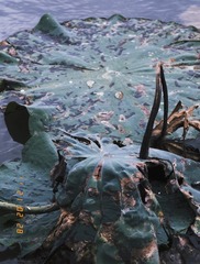 2A5E8726-8A79-42E4-97F7-48FACB073240/L0/001