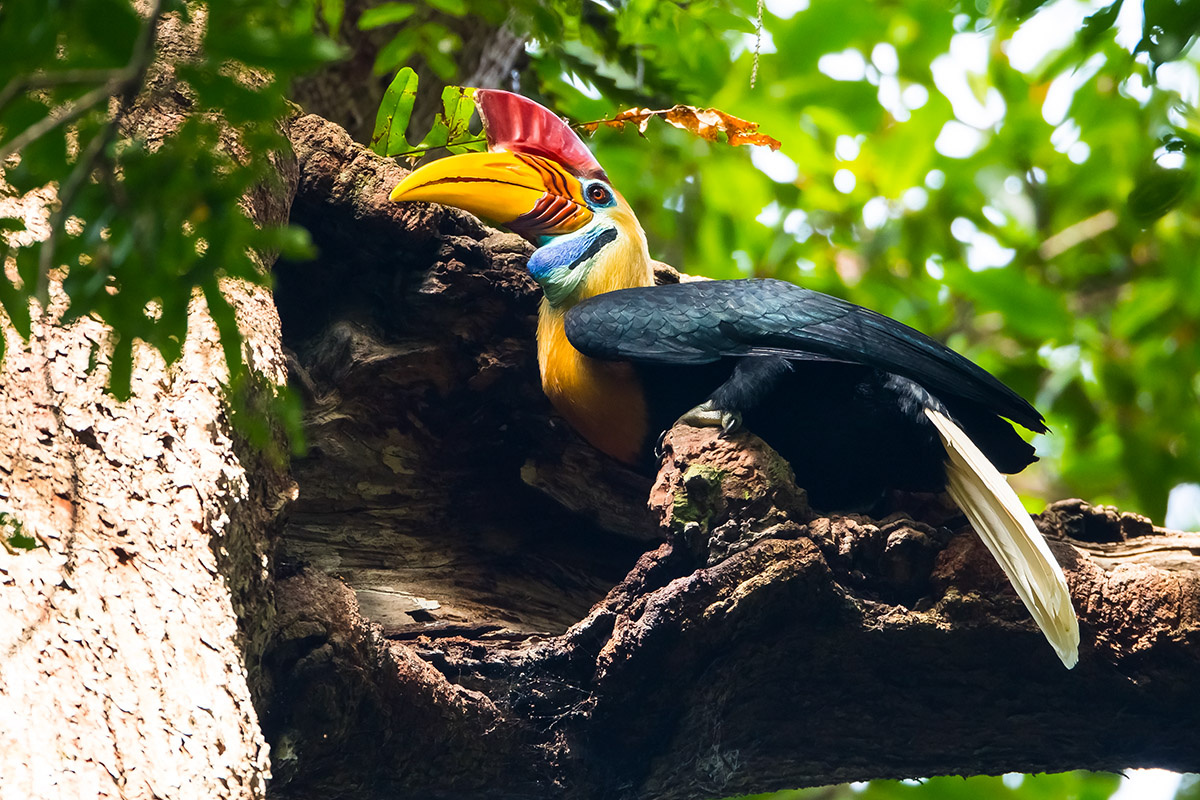 摄于印度尼西亚