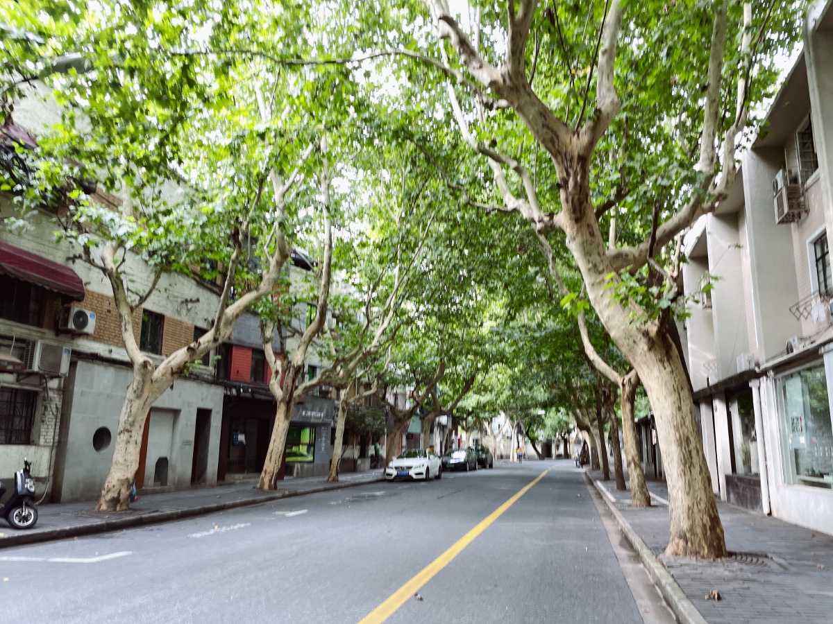喜欢上海街道的石库门建筑和道旁的梧桐树市井气息浓厚