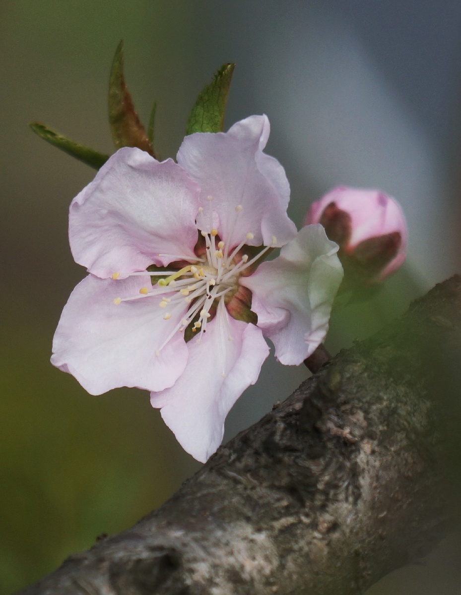 三月花艳时二