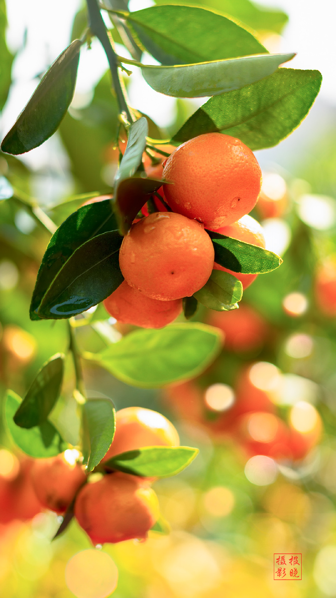 吉祥如意,大吉大利