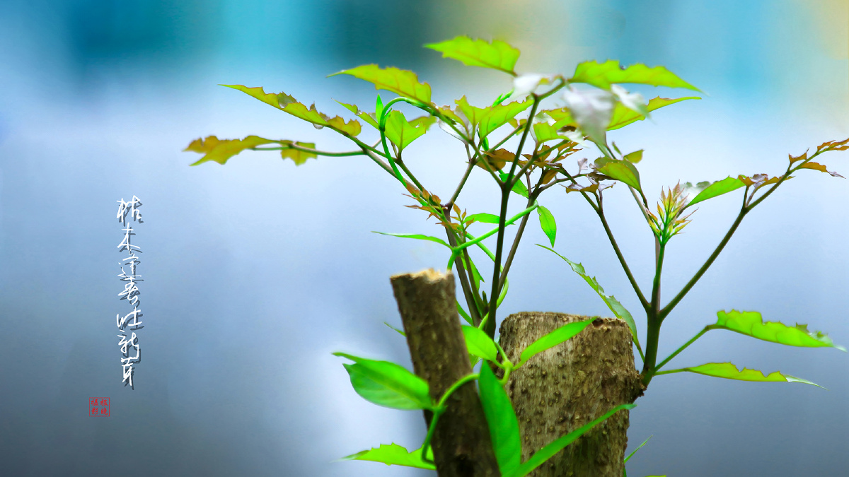 枯木逢春吐新芽