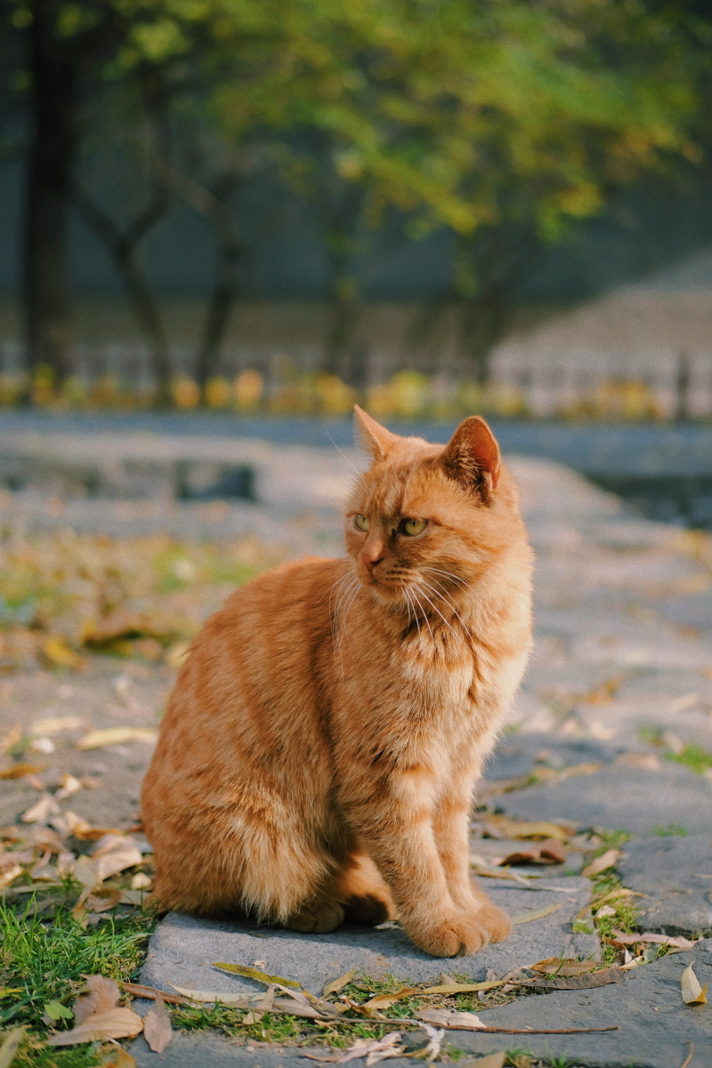 橘猫